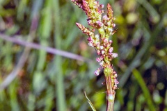 Common Sorrel [Rumex acetosa]