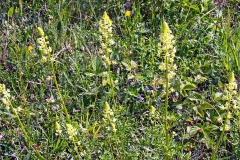 Wild Mignonette [Reseda luteola]