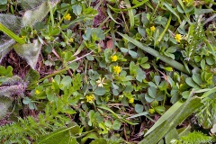 Lesser Trefoil [Trifolium dubium]