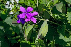 Honesty [Lunaria annua]