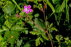 Herb Robert [Geranium robertianum]
