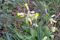 Cowslip [Primula veris]