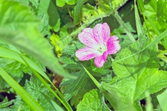 Druce's Cranesbill [Geranium endressii x versicolor]