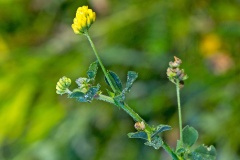 Black Medick [Medicago lupulina]