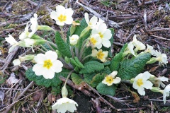Primrose [Primula vulgaris]