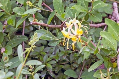 Common Honeysuckle [Lonicera periclymenum]