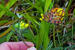 Kidney Vetch [Anthyllis vulneraria]