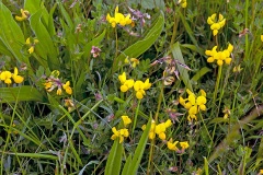 Bird's-foot Trefoil [Lotus corniculatus]