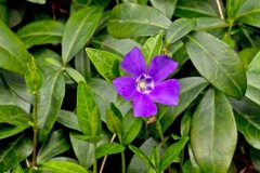 Lesser Periwinkle [Vinca minor]