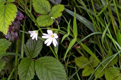 Greater Stitchwort [Rabelera holostea]
