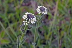 Hairy Rockcress [Arabis hirsuta]