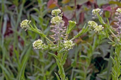 Field Pepperwort [Lepidium campestre]