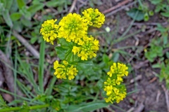 Winter-cress [Barbarea vulgaris]