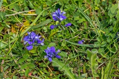 Milkwort [Polygala vulgaris]