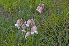 Bladder Campion [Silene vulgaris]