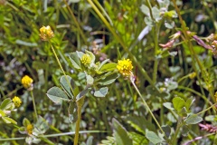 Black Medick [Medicago lupulina]