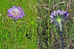 Field Scabious [Knautia arvensis]