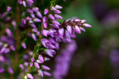 Common Heather (or Ling) [Calluna vulgaris]