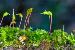 Cypress-leaved Plaitmoss [Hypnum cupressiforme]