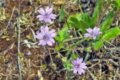 Hedgerow Cranesbill [Geranium pyrenaicum]