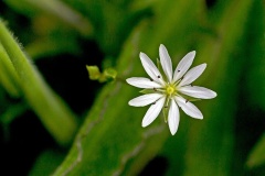 Lesser Stitchwort [Stellaria graminea]