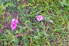 Common Restharrow [Ononis repens]
