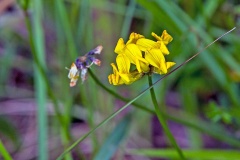 Horseshoe Vetch [Hippocrepis comosa]