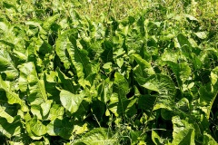 Horseradish [Armoracia rusticana]