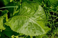 Horseradish [Armoracia rusticana]
