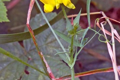 Meadow Vetchling [Lathyrus pratensis]