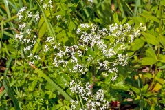 Hedge Bedstraw [Galium mollugo]