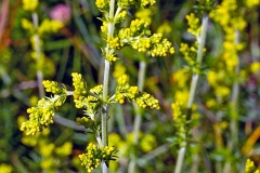 Lady’s Bedstraw [Galium verum]