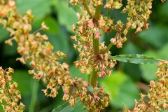 Curly Dock [Rumex crispus]