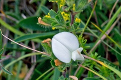 Common Restharrow [Ononis repens]