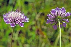 Small Scabious [Scabiosa columbaria]