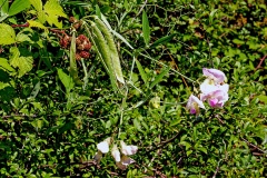 Broad-leaved Everlasting Pea [Lathyrus latifolius]