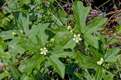 White Bryony [Bryonia dioica]