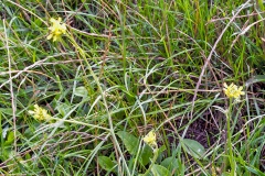 Hedge Mustard [Sisymbrium officinale]