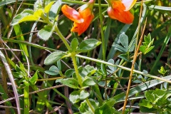 Bird’s-foot Trefoil [Lotus corniculatus]
