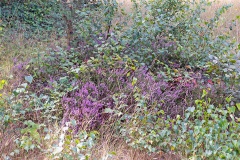 Common Heather (or Ling) [Calluna vulgaris]