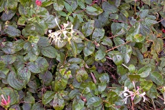 Common Honeysuckle [Lonicera periclymenum]