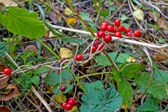 Black Bryony [Dioscorea communis]