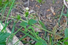 Mouse-ear Chickweed [Cerastium fontanum]