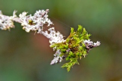 moss [unidentified]