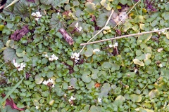 Hairy Bittercress [Cardamine hirsuta]