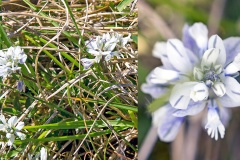 Chalk Milkwort [Polygala calcarea]
