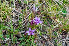 Early Gentian [Gentianella anglica]