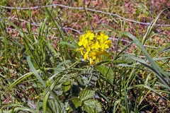 Field Mustard [Brassica rapa]