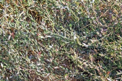 Common Knotgrass [Polygonum aviculare]