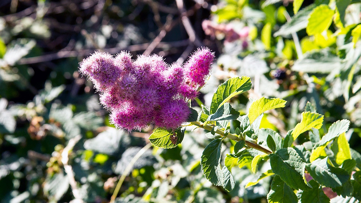 Rose Spirea [Spiraea douglasii]